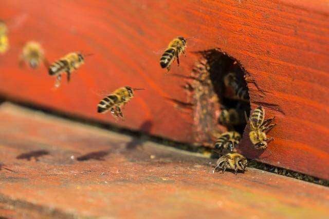 Bienen und Unternehmenswerte